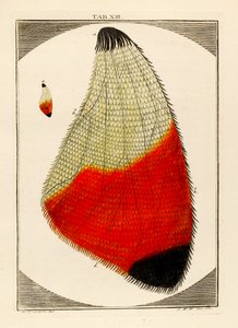 Diagrama de un ala de polilla ampliada, 1768